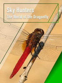 Sky Hunters - The World of Dragonfly 2010